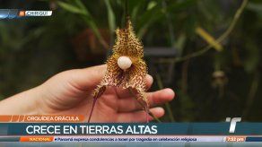 TR Verde: Orquídea Drácula