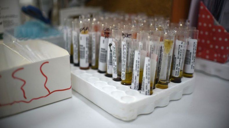 Descartan muerte de monos aulladores en Ecuador por dengue, chikunguña o zika