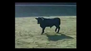 Toro salta a gradería en plaza española y lesiona a varios
