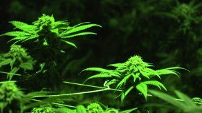 Uruguay frena el narcotráfico de cannabis pero la compra ilegal sigue siendo mayoritaria