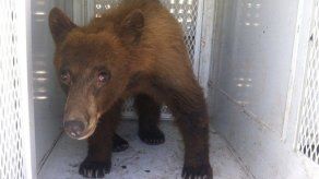 California: Oso negro interrumpe ceremonia escolar