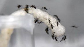 Minsa reporta 48 casos de dengue en San Miguelito hasta la fecha