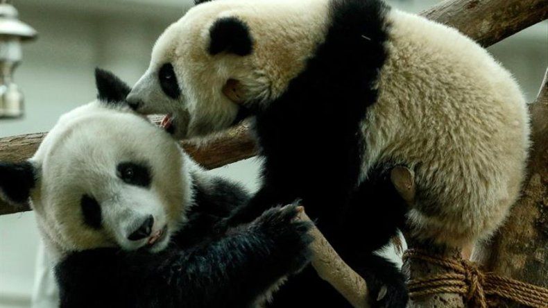 La pareja de pandas del zoo de Kuala Lumpur celebra su décimo cumpleaños