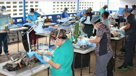 Jornada de esterilización a bajo costo