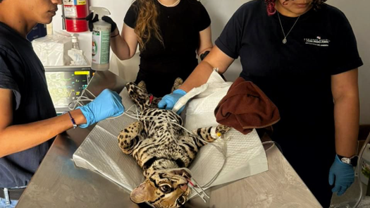 MiAmbiente rescata a un ocelote en Chepo MiAmbiente rescata a un ocelote en Chepo