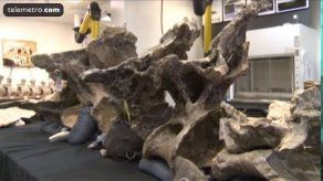 Dinosaurio recibe nombre de Dreadnoughtus