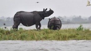Los animales también sufren las inundaciones en India