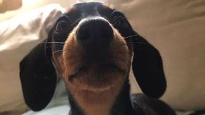 Claves para educar a tu cachorro