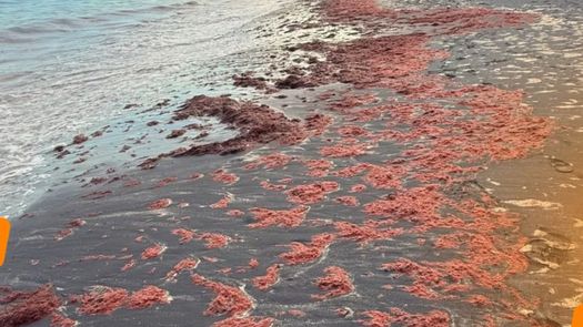MiAmbiente monitorea floraciones de alga roja. MiAmbiente monitorea floraciones de alga roja.
