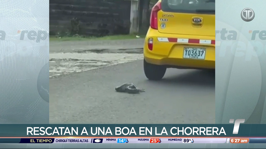 En el distrito de La Chorrera rescataron a una boa que intentaba cruzar la vía y corría el riesgo de ser atropellada. En el distrito de La Chorrera rescataron a una boa que intentaba cruzar la vía y corría el riesgo de ser atropellada.