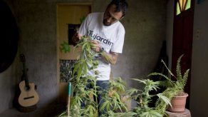 Uruguay: acalorada sesión para legalizar marihuana