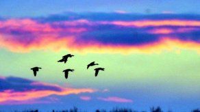 El número de aves migratorias ha disminuido por cambio climático