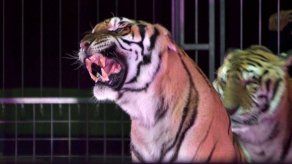 Domador de circo muere atacado por sus tigres en el sur de Italia