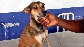 El perrito fue arrojado a una quebrada con fuerte corriente en Tocumen. El perrito fue arrojado a una quebrada con fuerte corriente en Tocumen.