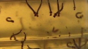 Minsa confirma primera muerte por dengue de 2015 en Panamá