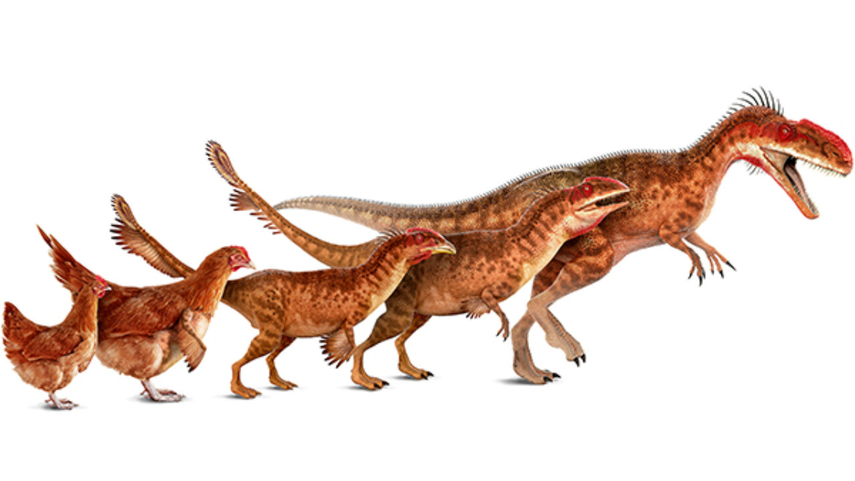 Evolución de la gallina Evolución de la gallina