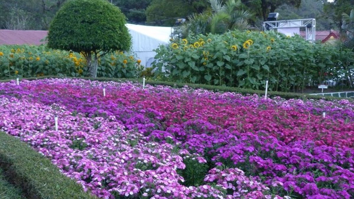 Todo Listo Para La Feria De Las Flores Y El Café En Boquete 3967