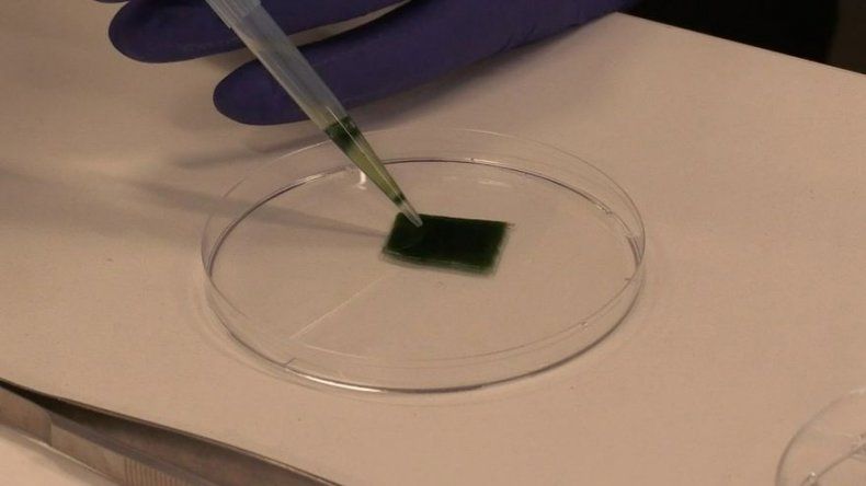 Científicos chilenos crean piel fotosintética que regenera tejidos