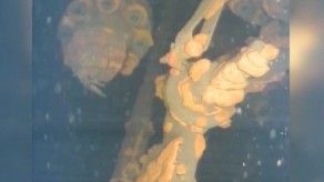 Robot graba aparente combustible fundido dentro del reactor 3 de Fukushima Robot graba aparente combustible fundido dentro del reactor 3 de Fukushima