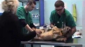 Doghunters: ¿verdugos o remedio?