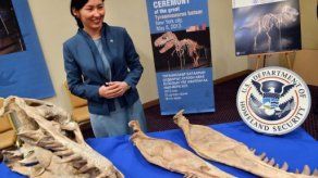 EEUU devuelve a Mongolia más fósiles de dinosaurios