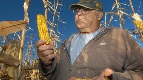 Desaparecen praderas ante empuje de energía verde