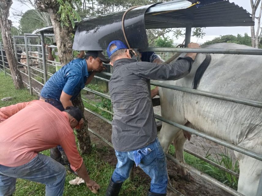 El MIDA impulsa el mejoramiento genético de la ganadería en Panamá Oeste