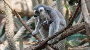 Debutan tres bebés de lémur en zoológico de NYC