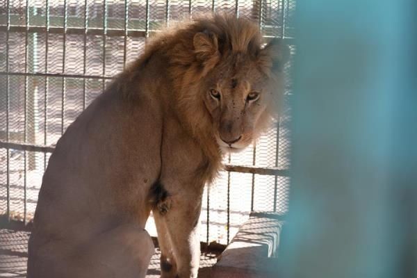 Preocupación global por fotos de leones hambrientos en Sudán