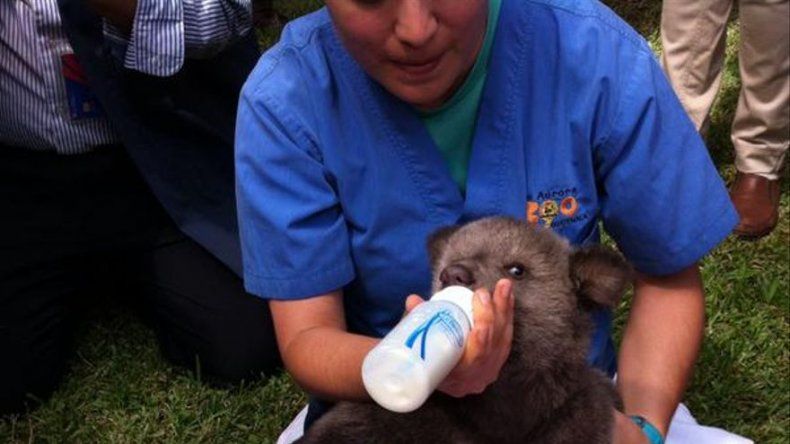 Nace osa pardo en cautiverio en zoológico de Guatemala