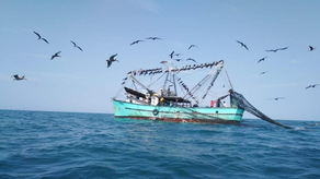 El nuevo decreto elimina la pesca de arrastre.