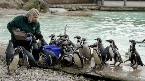 Zoo de Londres realiza el conteo anual de todos sus animales
