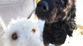Dos perros salvan a una mujer de morir congelada en EEUU