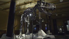 Berlín exhibe un tiranosaurius rex de 4 metros de alto