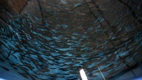 En Japón comienzan a criar salmones en tierra firme