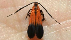 Costa Rica descubre dos nuevas especies de mariposas nocturnas