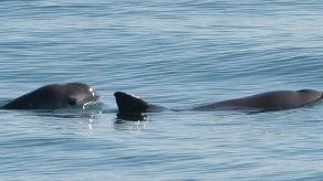 México implementa plan para salvar a la vaquita marina