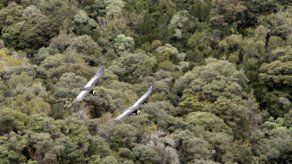 Liberan a tres cóndores juveniles en Ecuador