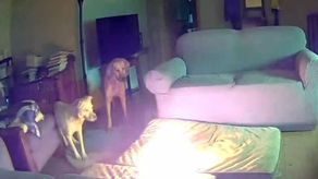 Perro provoca incendio en su casa tras morder una batería para cargas celulares.
