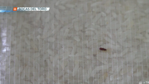 Arroz con gorgojo en Bocas del Toro.