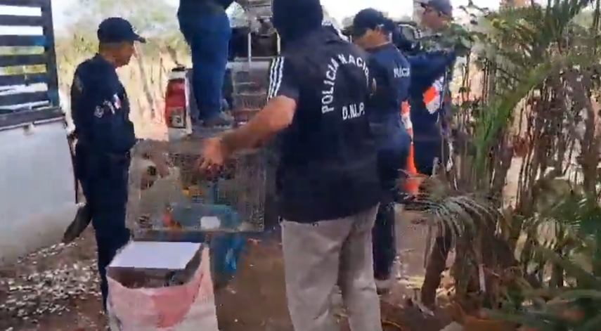 Incautan más de 100 aves en cautiverio destinadas a la venta ilegal en Guararé.