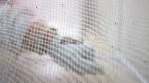 Un experimento de ingeniería genética logra erradicar mosquitos de malaria