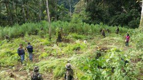 Destruyen 27 toneladas de plantas de marihuana en el centro de Bolivia