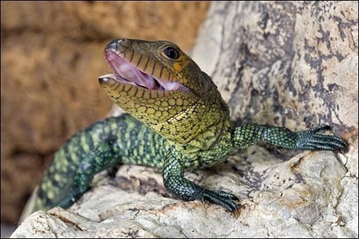 Vuelven a poblar de iguanas isla de Galápagos