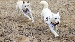 Los perros han tenido seis cachorros, todos ellos nacidos tras su llegada a Corea del Sur. Uno de ellos, llamado Byeol, ha crecido en el zoo de Gwangju desde 2019.