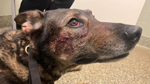 El perro, llamado Cort, fue llevado a un hospital veterinario para recibir tratamiento y se recupera en casa.