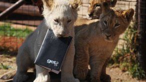 Debutan 3 cachorros de león en zoo de Sudáfrica