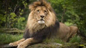 Leones rescatados de circo en Colombia serán llevados a EE.UU.