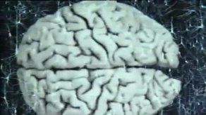 Video: Las personas bilingües usan más partes del cerebro