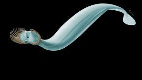 Identifican prehistórico gusano marino con corona de espinas